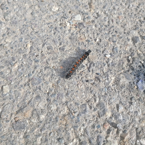 Mourning Cloak
