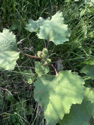 common cocklebur