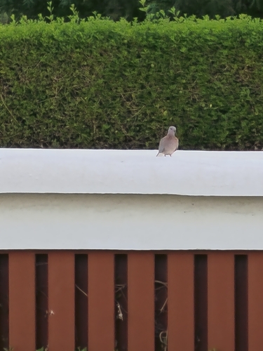 Laughing Dove