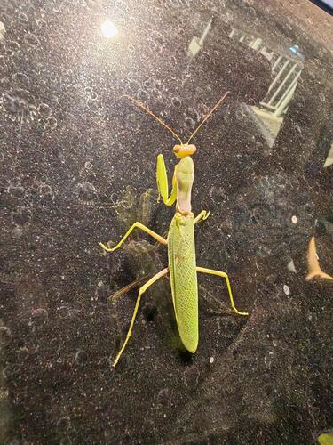 Transcaucasian Giant Mantis
