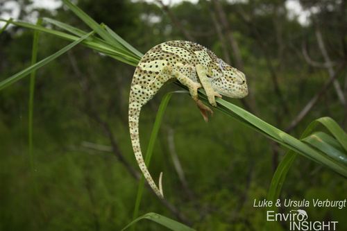 Flap-necked Chameleon