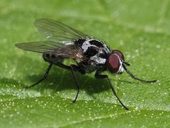 Anthomyia procellaris