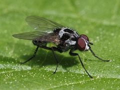 Anthomyia procellaris