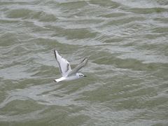 Chroicocephalus philadelphia