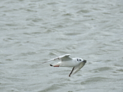 Chroicocephalus philadelphia