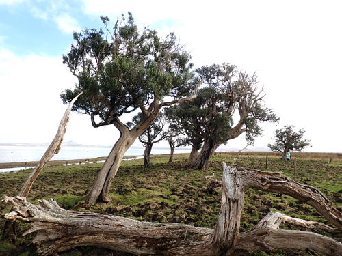 Olearia traversiorum observed 2026-08-10