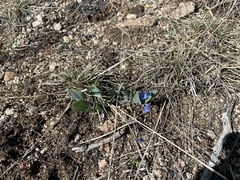 Mertensia oblongifolia