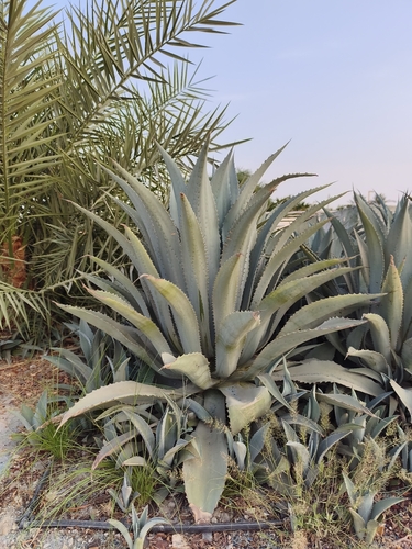 American century plant