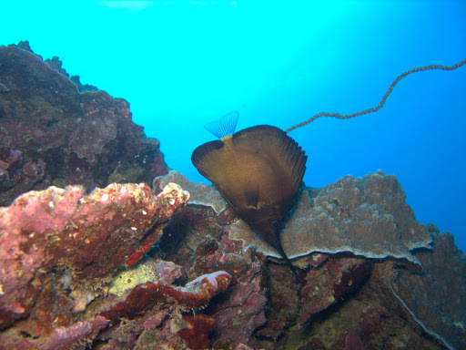 Randall's Longnose Butterflyfish