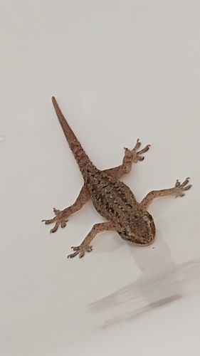 Hemidactylus frenatus observed 2026-08-23