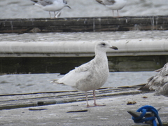Larus glaucoides