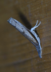 Fissicrambus profanellus