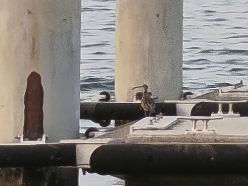Eurasian Whimbrel