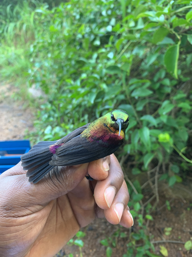 iNaturalist image