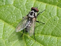 Anthomyia procellaris