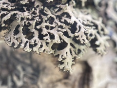 Heterodermia neglecta