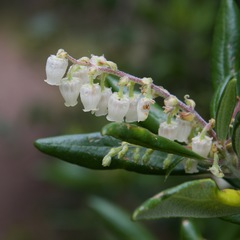 Comarostaphylis diversifolia diversifolia