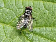 Anthomyia procellaris