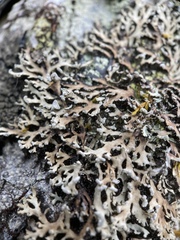 Heterodermia neglecta