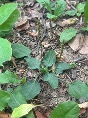 Plantago asiatica, photograph (c) 岸本年郎, some rights reserved (CC BY)