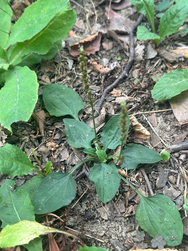 Plantago asiatica, photograph 4