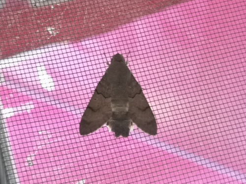 Eurasian Hummingbird Hawkmoth