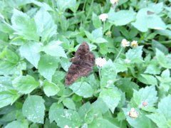 Carcharodini