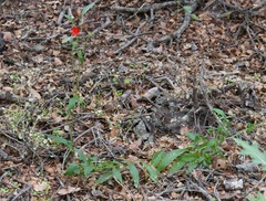 Silene laciniata laciniata