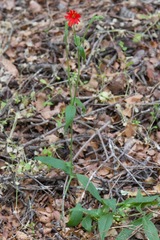 Silene laciniata laciniata