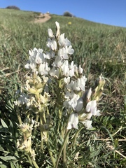 Oxytropis sericea