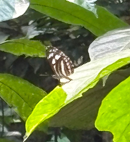 Phaedyma columella singa