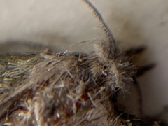 Aphomia sociella