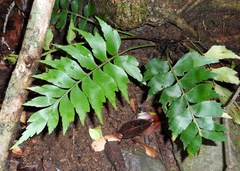 Asplenium dimidiatum