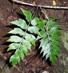 Asplenium dimidiatum