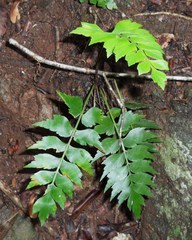 Asplenium dimidiatum