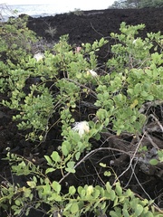 Capparis sandwichiana