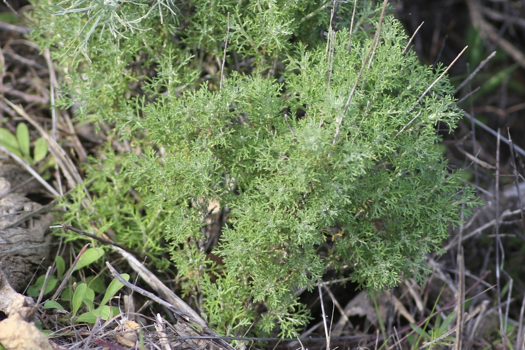Eriophyllum confertiflorum; photograph author not stated, no rights reserved
