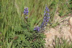 Lupinus succulentus