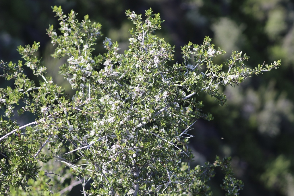 Ceanothus cuneatus; photograph author not stated, no rights reserved