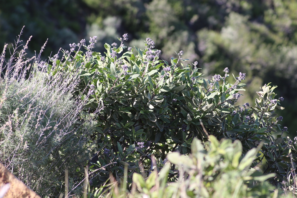 Eriodictyon crassifolium; photograph author not stated, no rights reserved