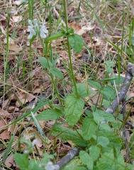 Stachys rigida quercetorum