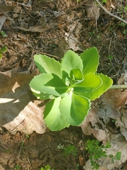 Hylotelephium telephium