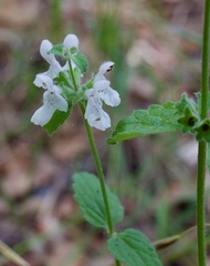 Stachys rigida quercetorum