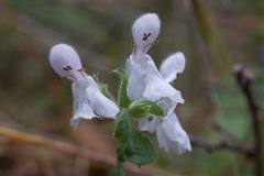 Stachys rigida quercetorum