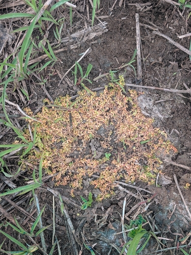Elatine gratioloides, 2026-08-24