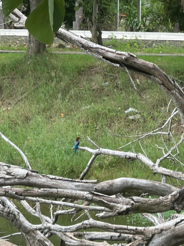 White-throated Kingfisher