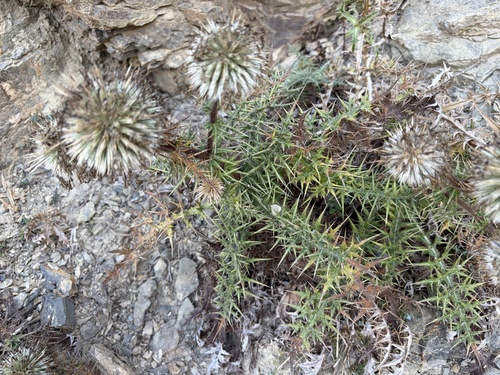 Echinops spinosissimus