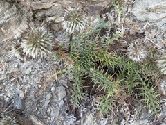 Echinops spinosissimus