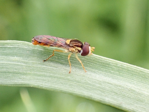 Sphaerophoria macrogaster