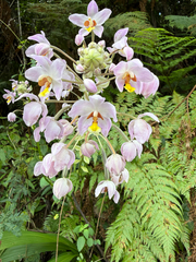 Spathoglottis pacifica, photograph author not stated, no rights reserved